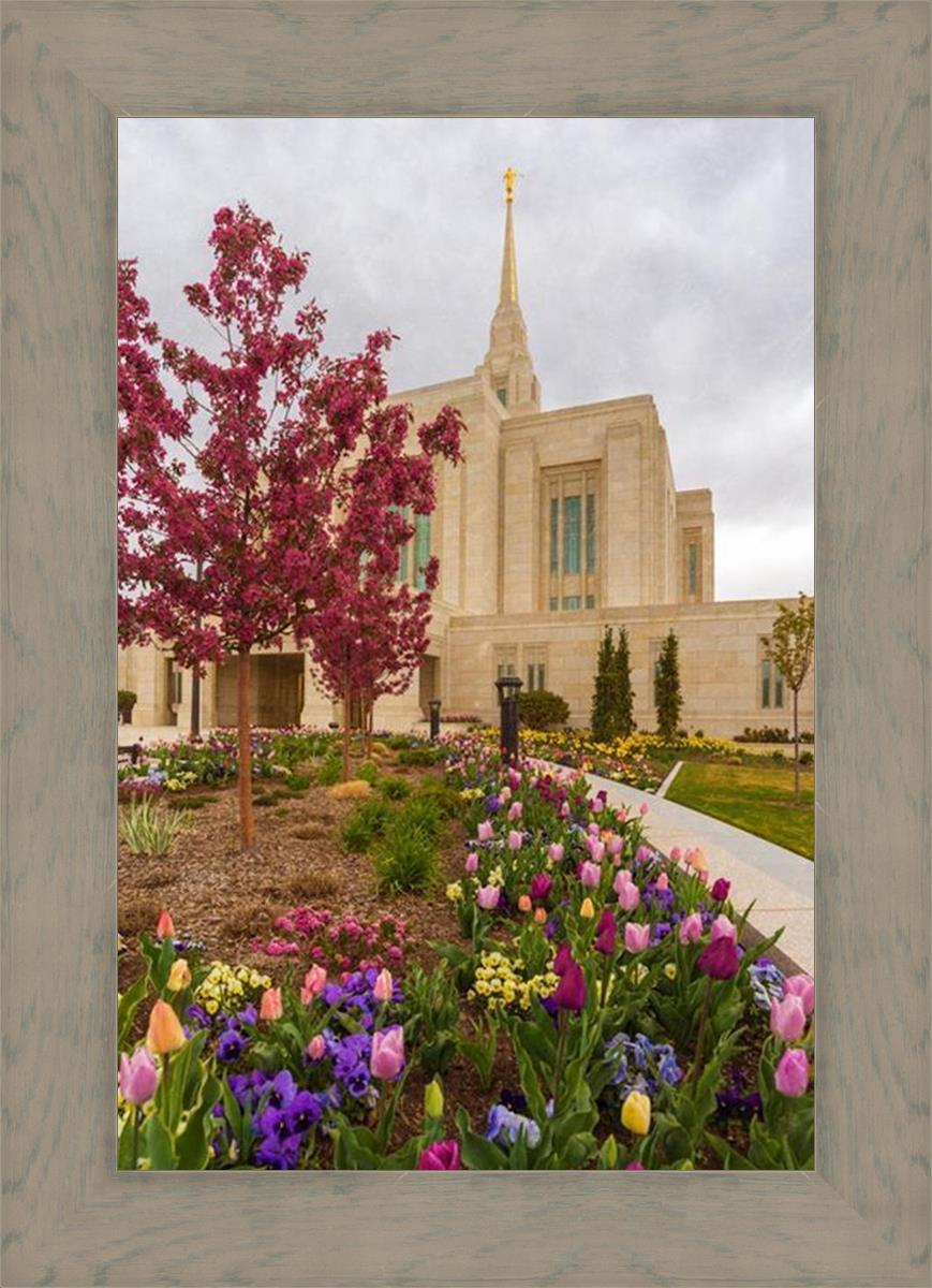Ogden Tulips