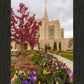Ogden Tulips