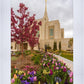 Ogden Tulips