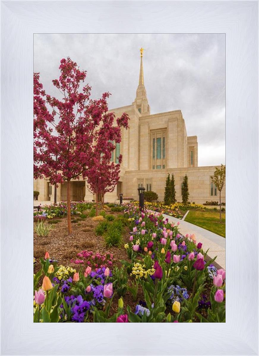 Ogden Tulips