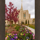 Ogden Tulips