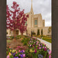 Ogden Tulips