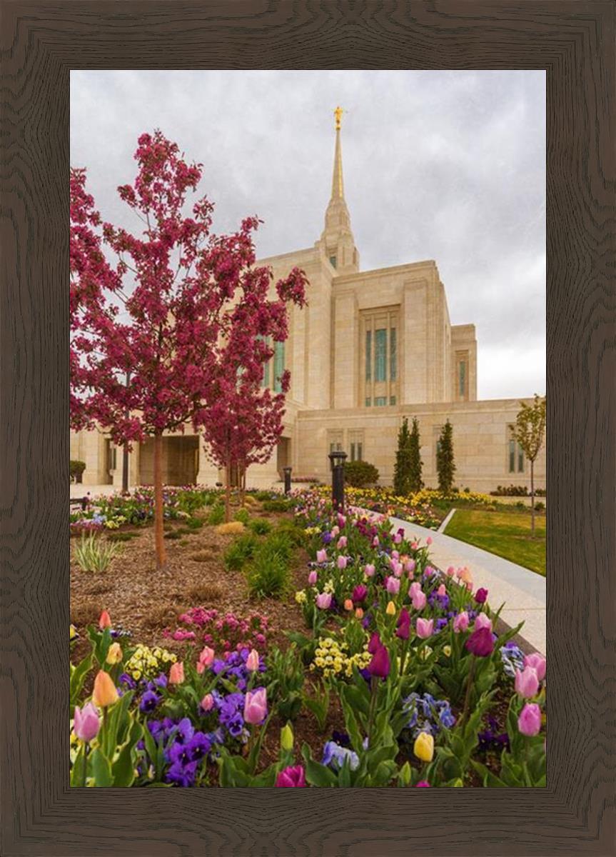 Ogden Tulips