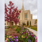 Ogden Tulips