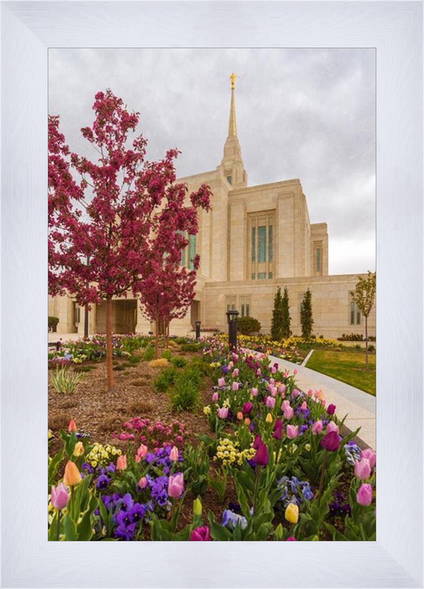 Ogden Tulips