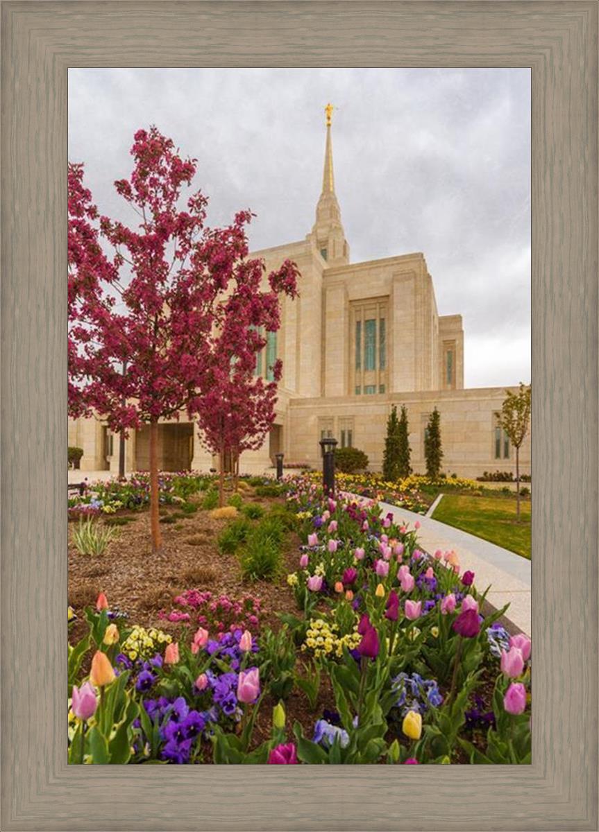 Ogden Tulips
