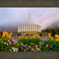 Provo Spring Tulips
