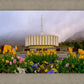 Provo Spring Tulips