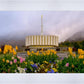 Provo Spring Tulips