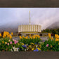 Provo Spring Tulips