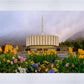 Provo Spring Tulips