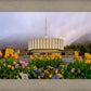 Provo Spring Tulips