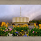 Provo Spring Tulips