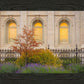 Salt Lake Autumn Detail