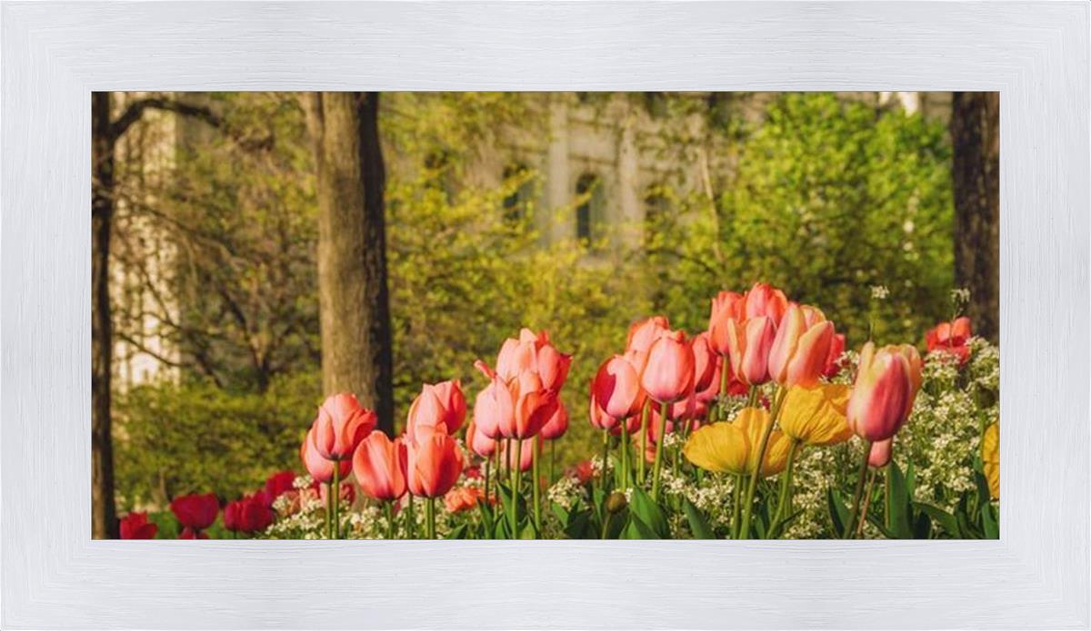 Salt Lake in the Garden