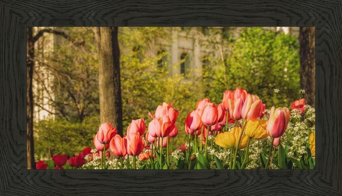 Salt Lake in the Garden