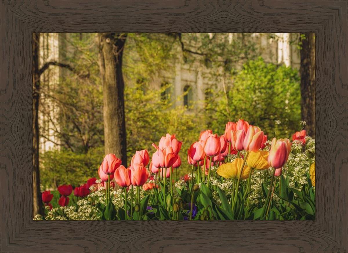 Salt Lake in the Garden