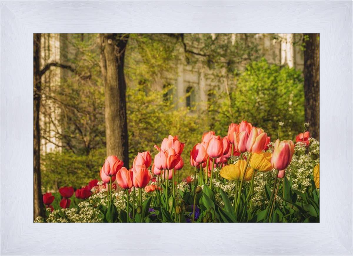 Salt Lake in the Garden