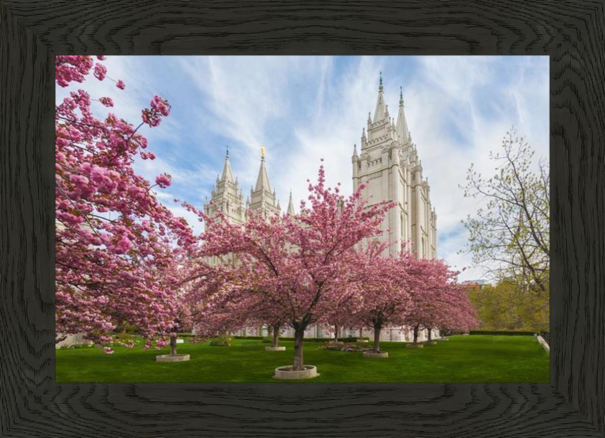 Salt Lake Spring Blossoms