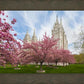 Salt Lake Spring Blossoms