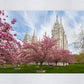 Salt Lake Spring Blossoms