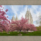Salt Lake Spring Blossoms