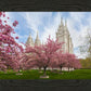 Salt Lake Spring Blossoms