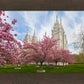 Salt Lake Spring Blossoms