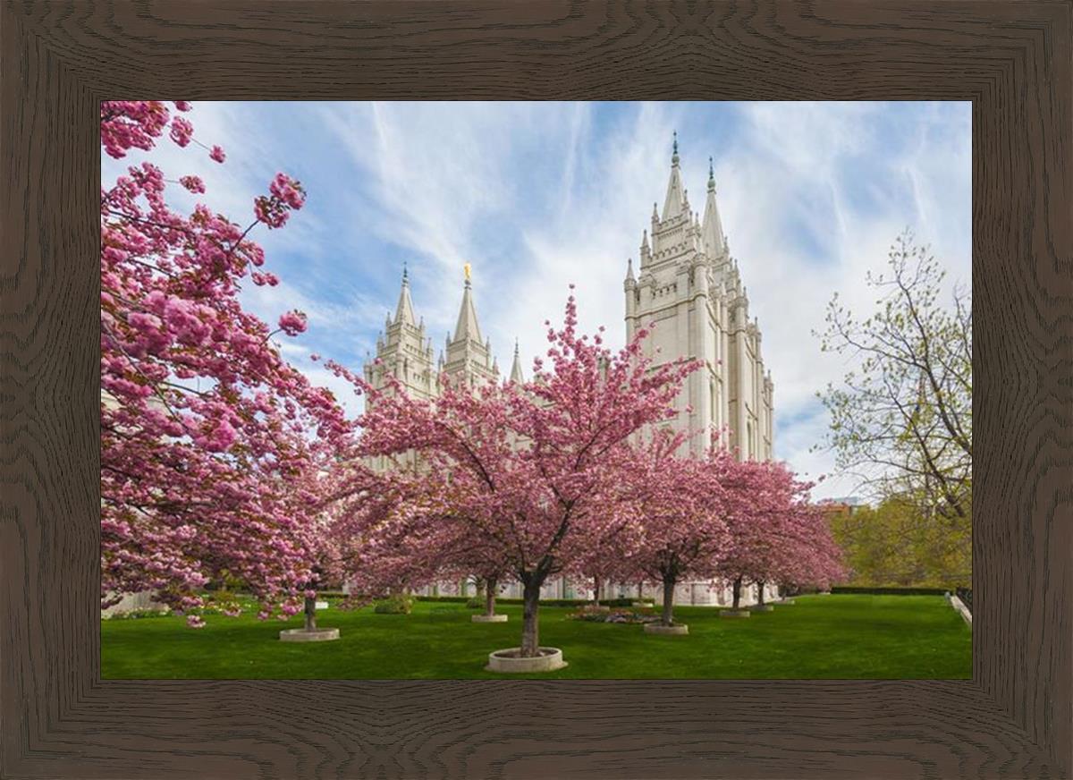 Salt Lake Spring Blossoms