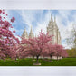 Salt Lake Spring Blossoms
