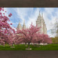 Salt Lake Spring Blossoms