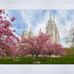 Salt Lake Spring Blossoms