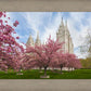 Salt Lake Spring Blossoms