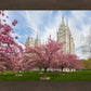 Salt Lake Spring Blossoms