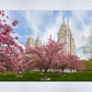 Salt Lake Spring Blossoms