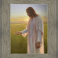 Light of The Son