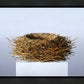 Nest