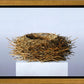 Nest