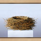 Nest