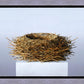 Nest