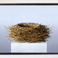 Nest