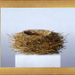 Nest
