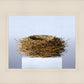 Nest
