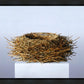 Nest