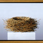 Nest