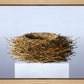 Nest