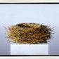Nest