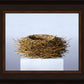 Nest
