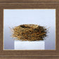 Nest