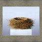 Nest